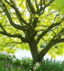 Bomen planten, een feestje!