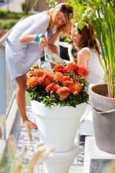 Gezien in de folder: in de zon op je balkon!