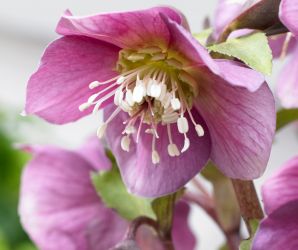 Fleur je huis of wintertuin op met Helleborus