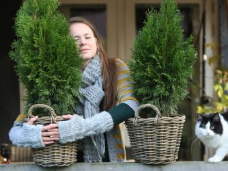 Levensboom - Tuinplant van de Maand februari