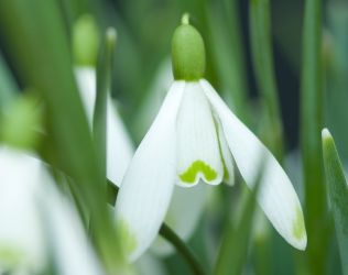 Sneeuwklokjes, dappere winterbloeiers