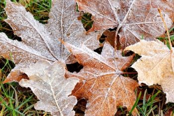 De tuin winterklaar maken of niet?