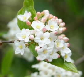 Het hele jaar kleur met Viburnum