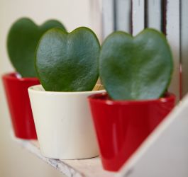 Planten vol liefde, geluk en vriendschap