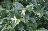 Sarcococca; onbekende schoonheid