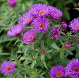 Vaste planten kleuren je tuin jaarrond